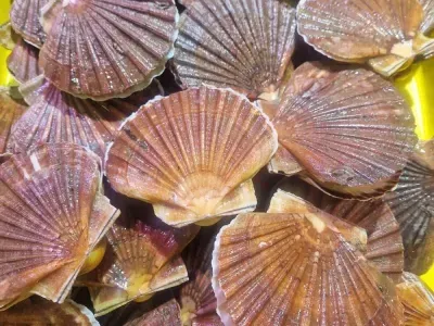 coquille saint jacques