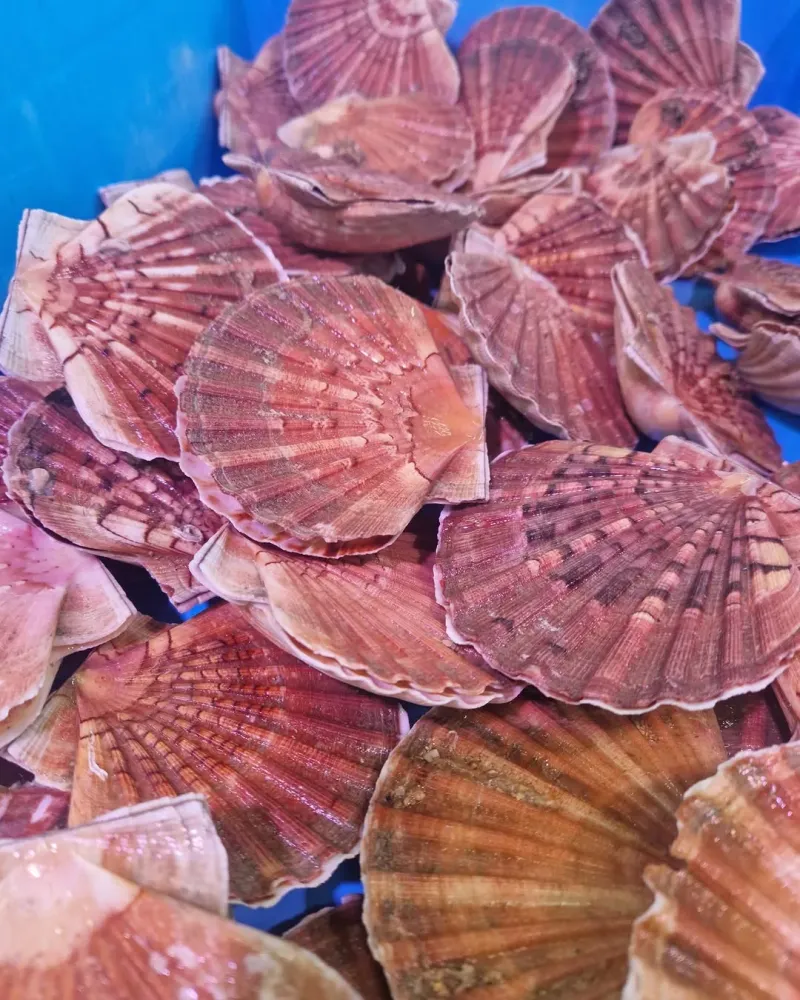 plateau de coquille saint jacques
