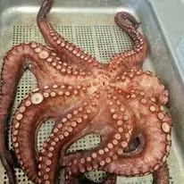 Poulpe pecher en mer