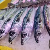 sardines