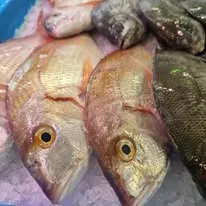 poissons pecher en mer