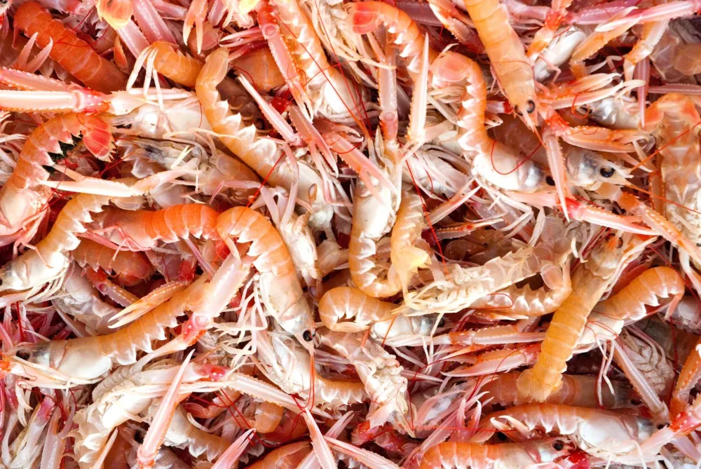lots de langoustines