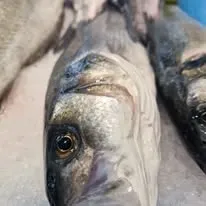 Plongez dans l’ambiance de notre poissonnerie (1)