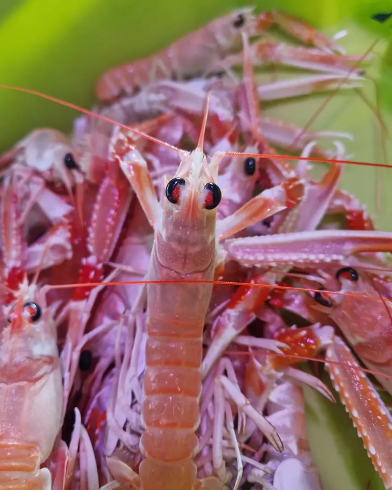 Plongez dans l’ambiance de notre poissonnerie  (1)